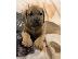 PoulaTo: Ωραία κουτάβια τεριέ BULLMASTIFF